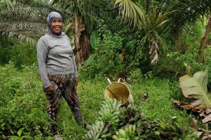 A banana harvest in an oil palm field
