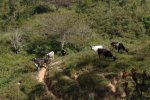 Extensive cattle grazing in La Sepultura Biosphere Reserve