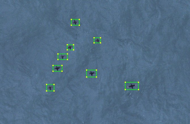 Detected and identified Common Scoters.