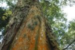 A wide and relatively old lightning scar spirals around the trunk of a Ficalhoa laurifolia tree, which is still alive