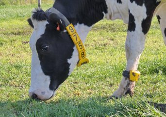 Slimme landbouw en robotica in veehouderij-systemen