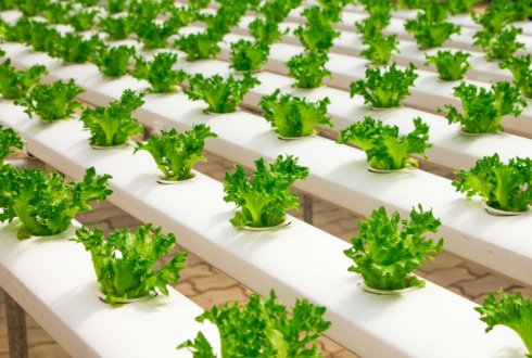 Smart aquaponics as a next step in urban farming